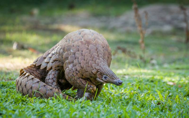 Beyond the Big 5: The Top Animals in Kenya
