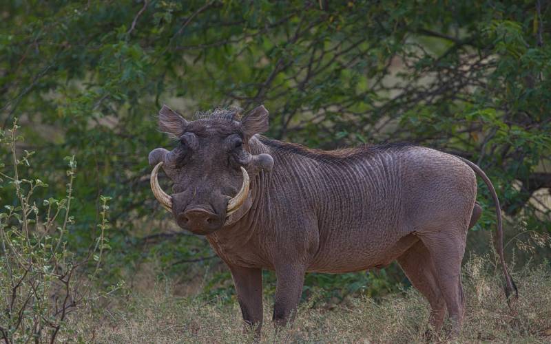 Beyond the Big 5: The Top Animals in Kenya