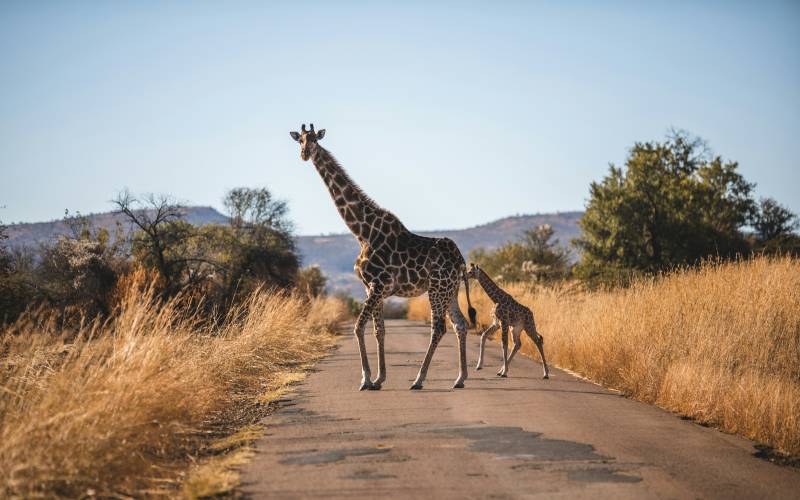 African Safari Dos and Don’ts: Expert Tips for a Meaningful Experience