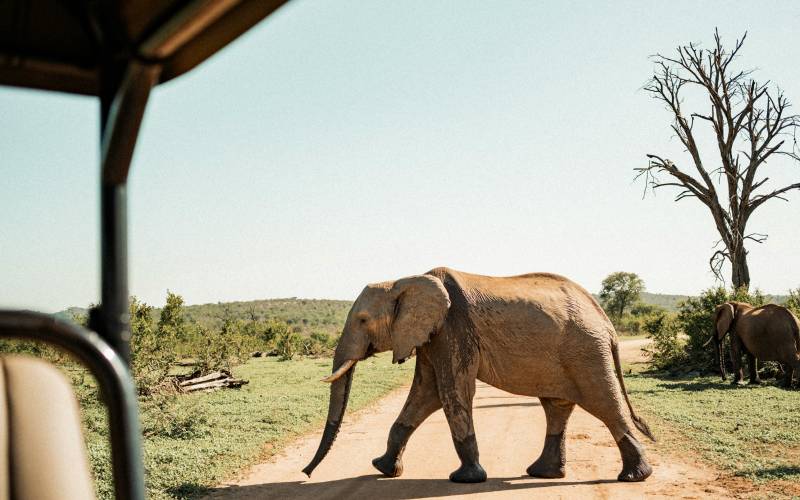 African Safari Dos and Don’ts: Expert Tips for a Meaningful Experience