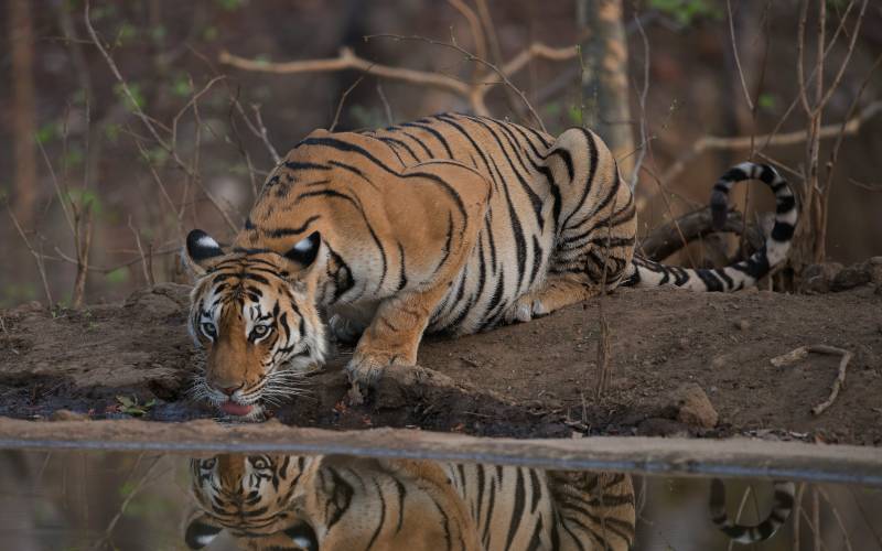 Luxury Travel in India: 9 Unforgettable Experiences