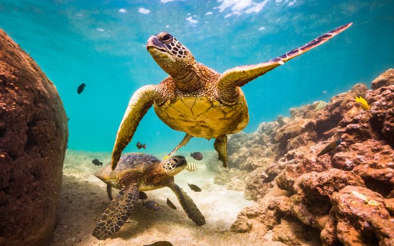 Say “Aloha” to the Best of Hawaii