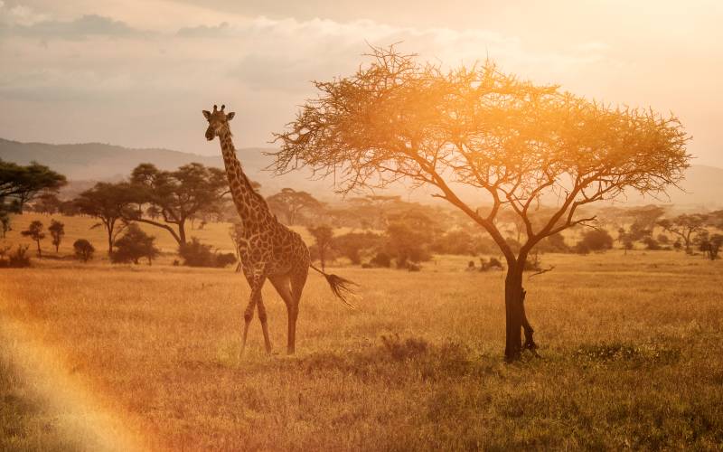 Luxury Kenya Safari: The Insider’s Guide