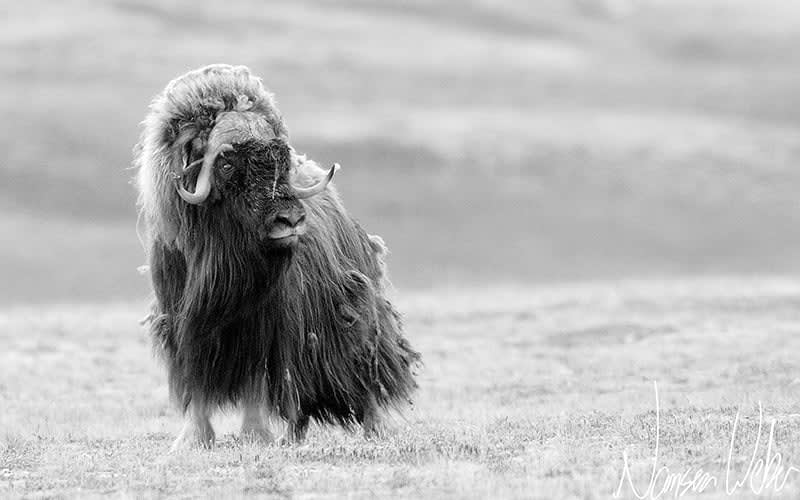 Bull Muskox