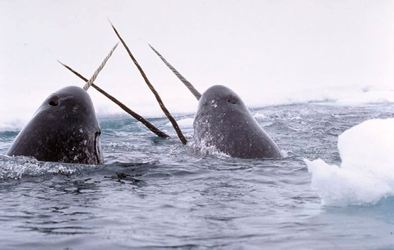 Top 7 Most Brag-worthy Polar Experiences