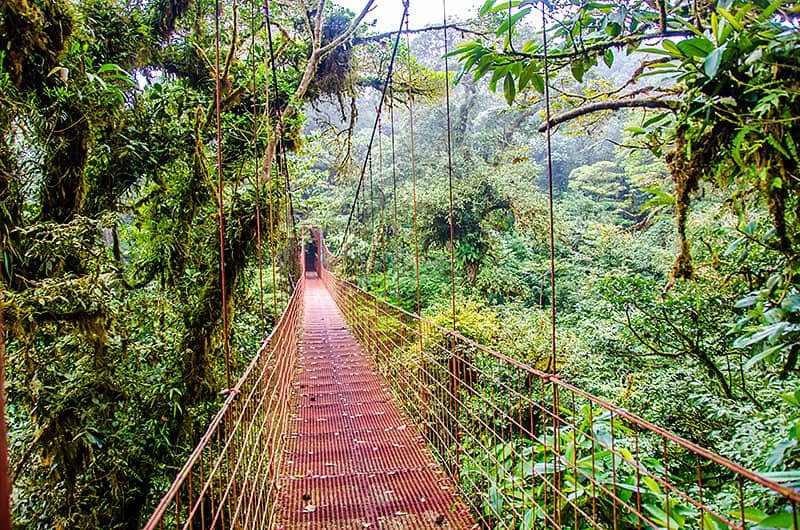 Bridge in Rainforest - Monteverde, beautiful cloud forest in Costa Rica