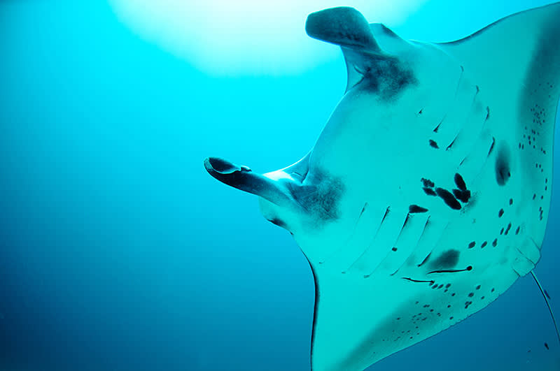 manta ray