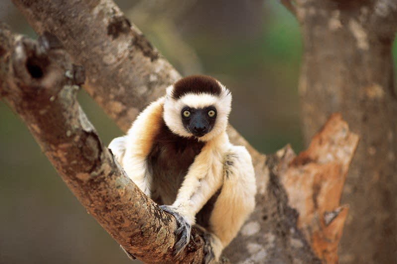 Animals in Focus: Lemur Facts