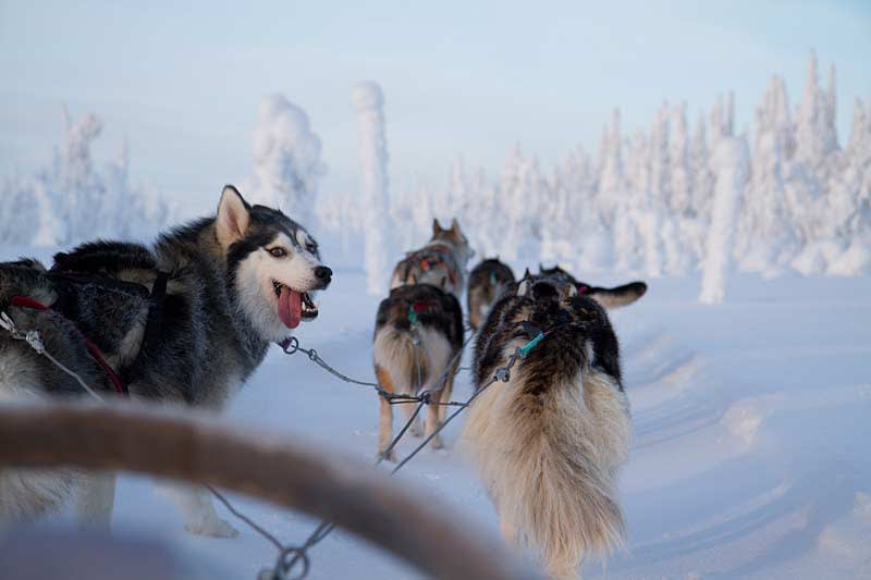 A Winter Finland Adventure Holiday