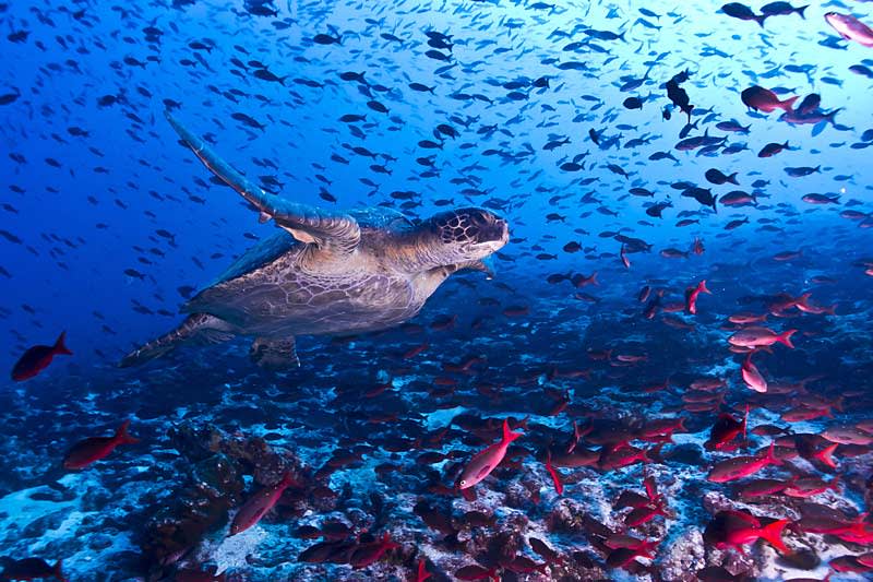 The Galapagos Islands and Turtles