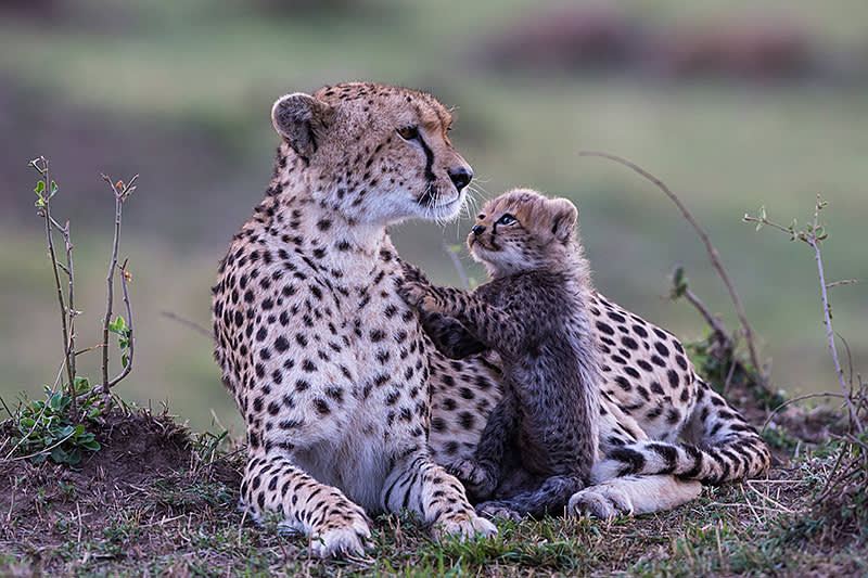 cheetah and cub