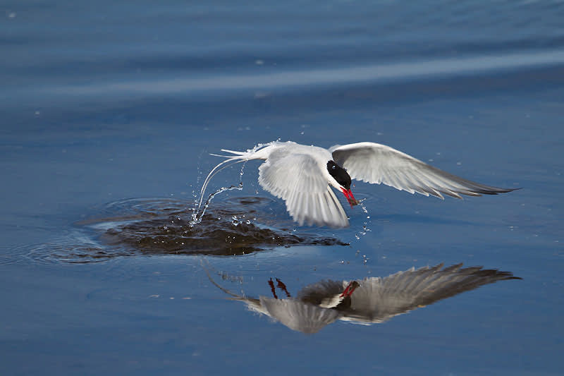 Arctic tern in flight