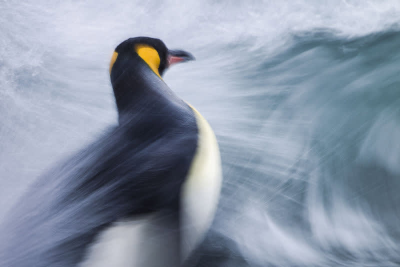 Anna Gandola's photograph of a King Penguin