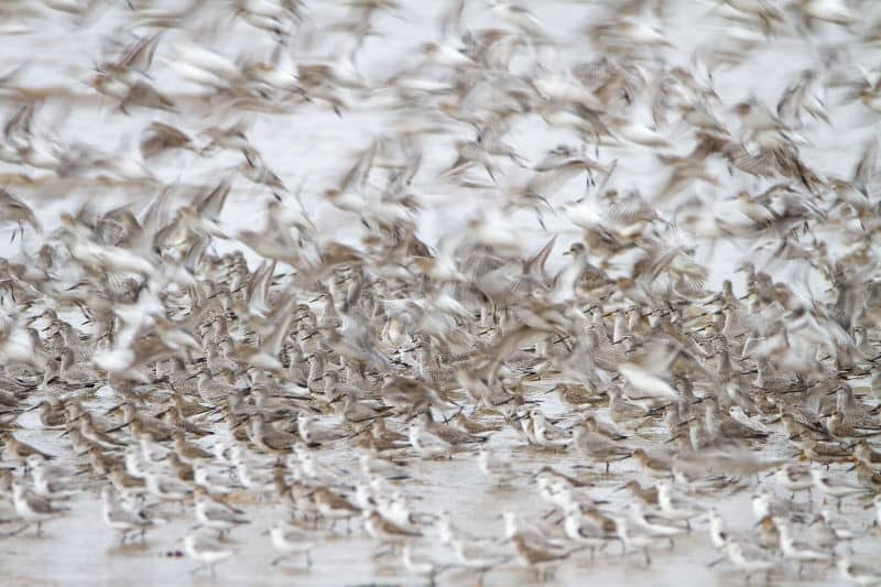 Matt McKean's full-frame bird shot