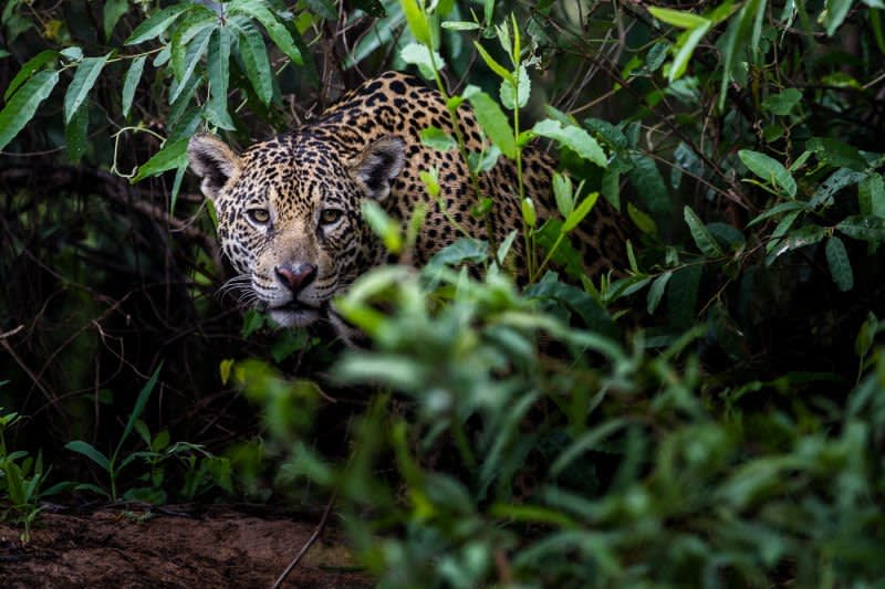 Elaine Van-Orden's photograph of a Jaguar