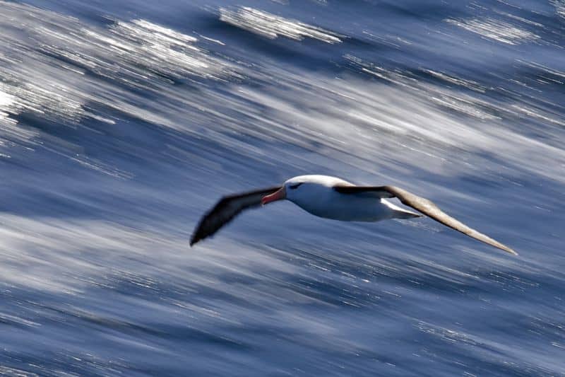 Jackie Freshfield's photograph of a Black-browed albatross