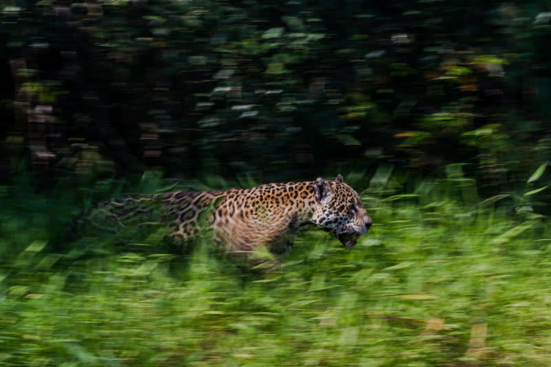 Simon Van-Orden's Jaguar photograph