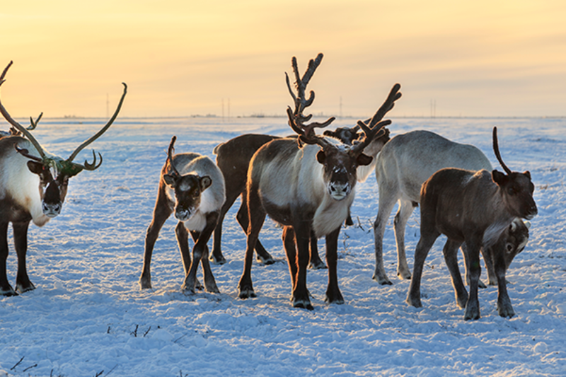 Reindeer farms, Finland