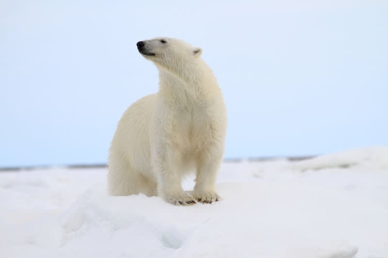 A polar bear catches a scent in the crisp Arctic air, as witnessed by Quark passengers en route to the North Pole.