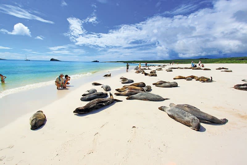 Sea lions on the beach - Photo credit: Ecuador Tourism