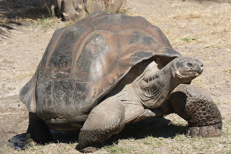 The Galapagos Big 5