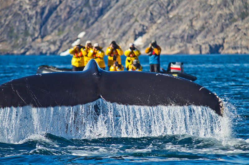 A close encounter in Greenland - Photo Credit: C King