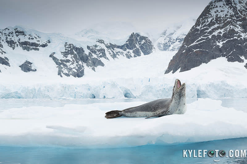 Sharp teeth - Photo credit: Kyle Marquardt