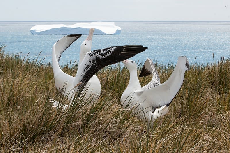 Albatross mating ritual in South Georgia