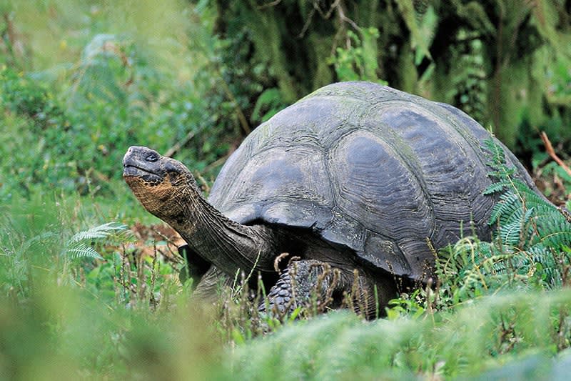 Giant Tortoise- Photo credit: Ecuador Tourism