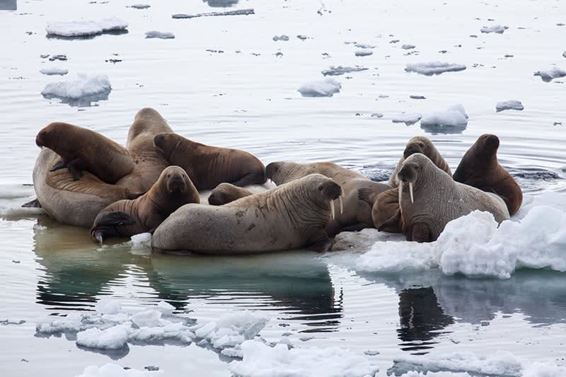 Cluster of walrus - Franz Joseph Land - by Samantha Crimmin