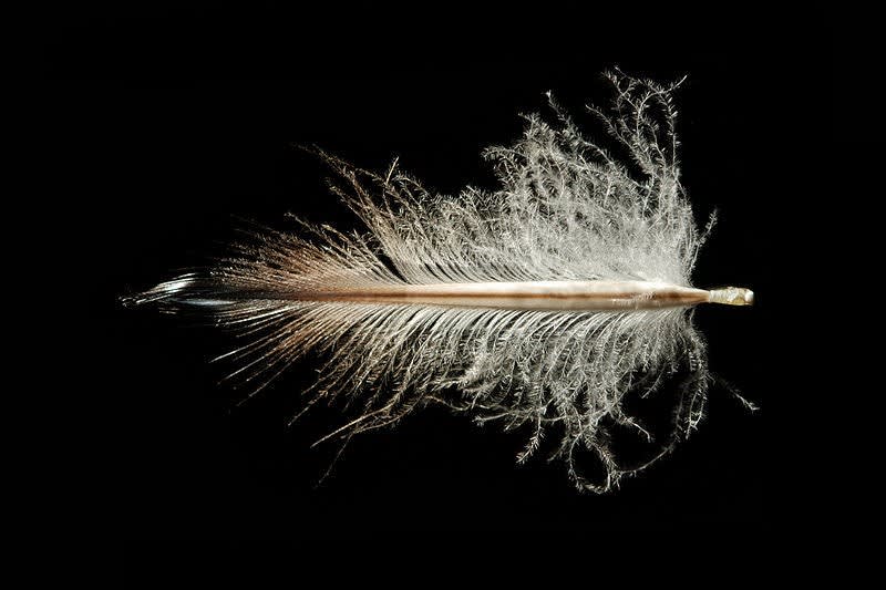 Rockhopper penguin feather - image credit: Featherfolio