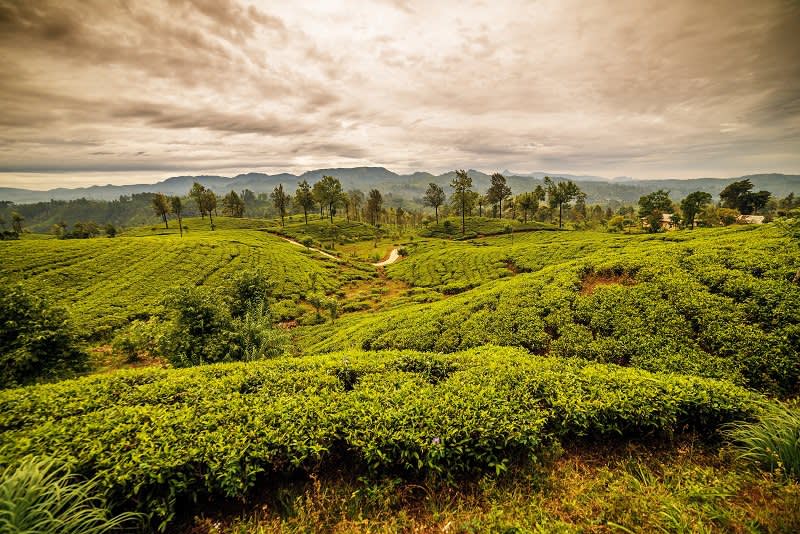 Tea from Around the World