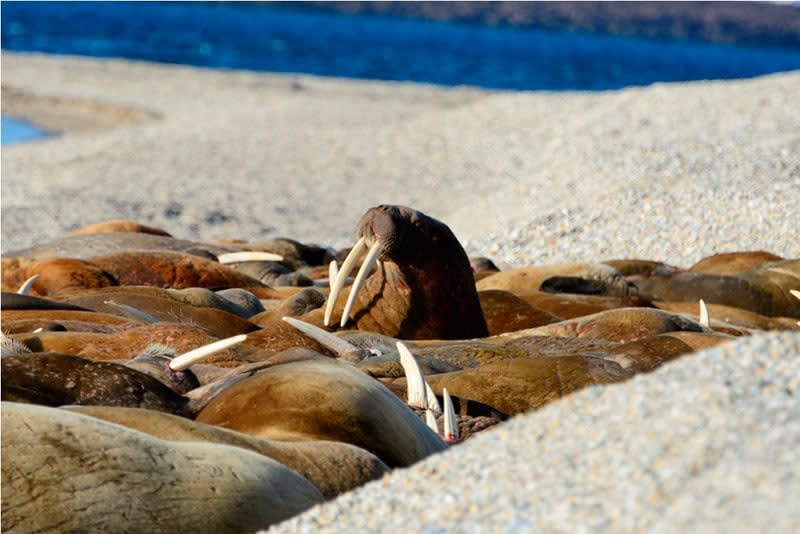 Walrus haul out at Torellneset - Photo credit: Findlay