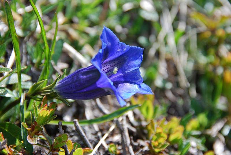 Blooming Marvellous: Guide to Flowers in Europe