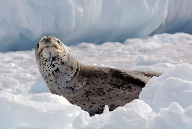 A leopard seal in Antarctica- Photo Credit: Quark passenger
