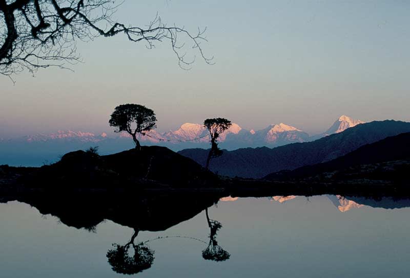 tree reflections