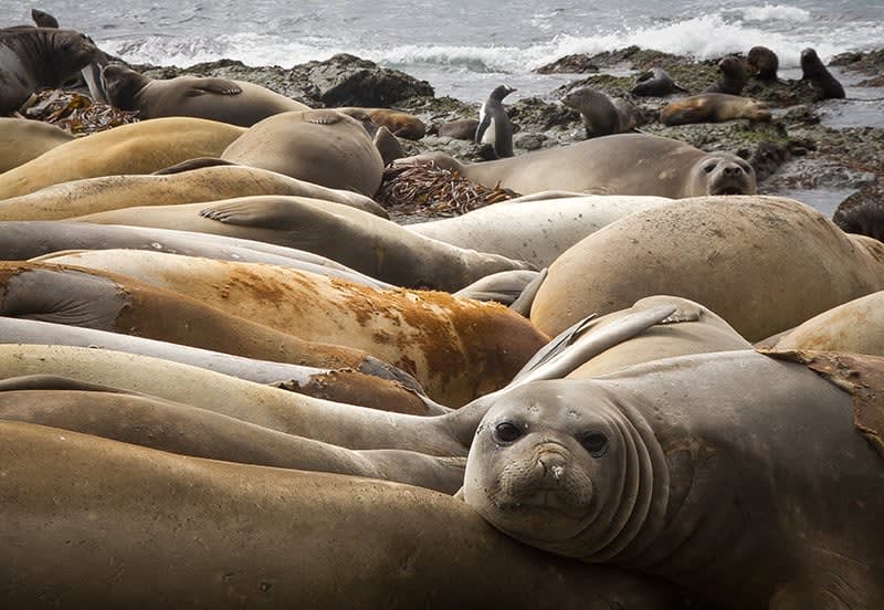 Elephant Seal harem
