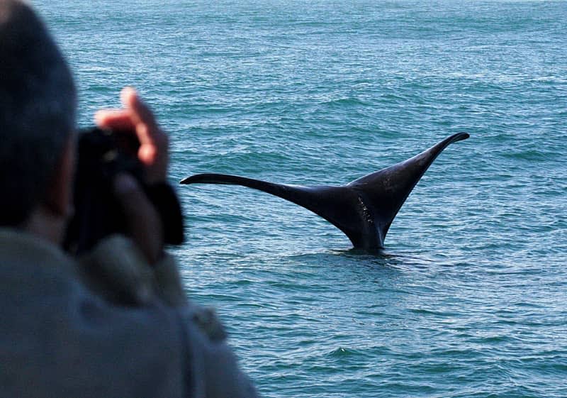 Whale watching in South Africa