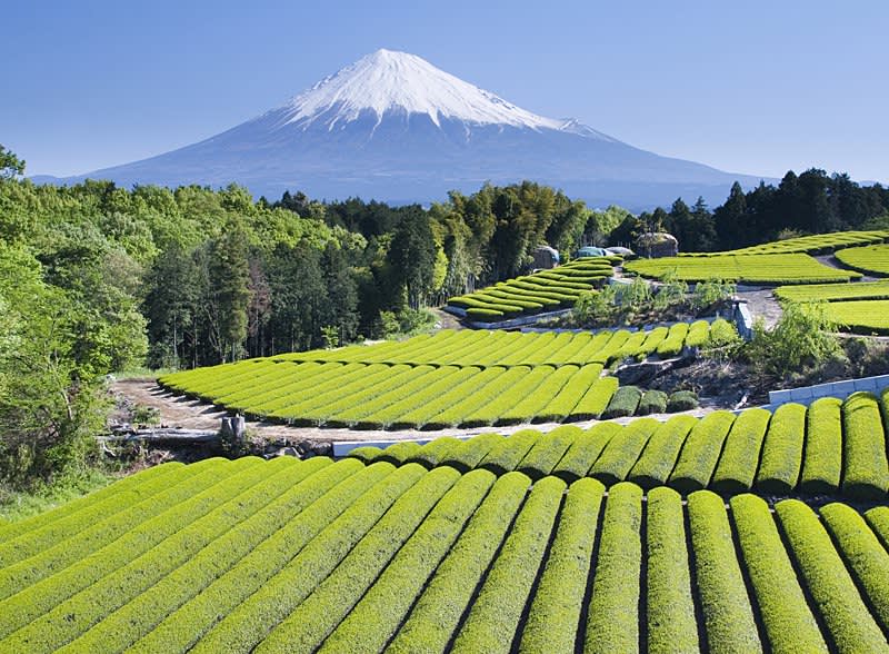 Tea from Around the World