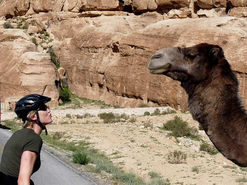 camel encounter