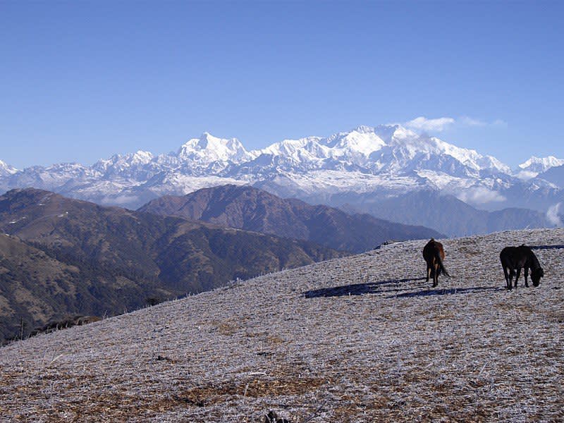 High Tea & Walking in the Himalayas