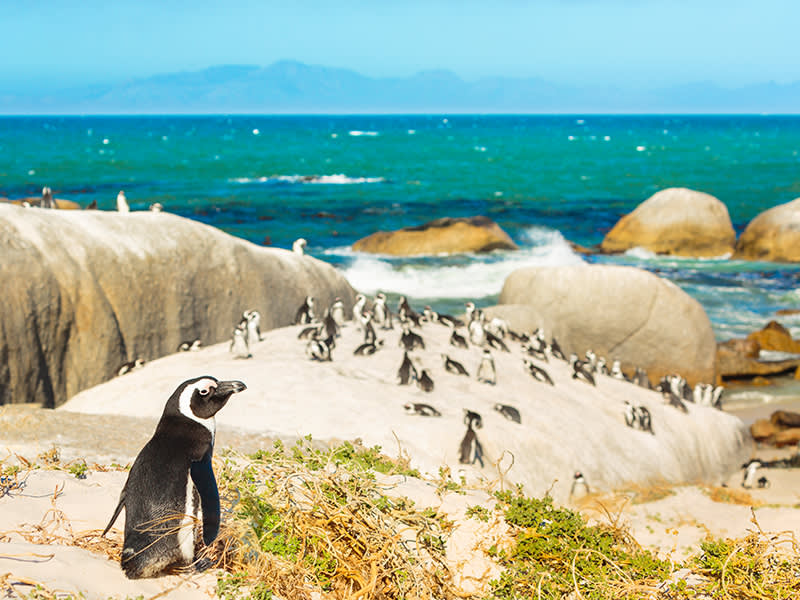 South Africa penguins