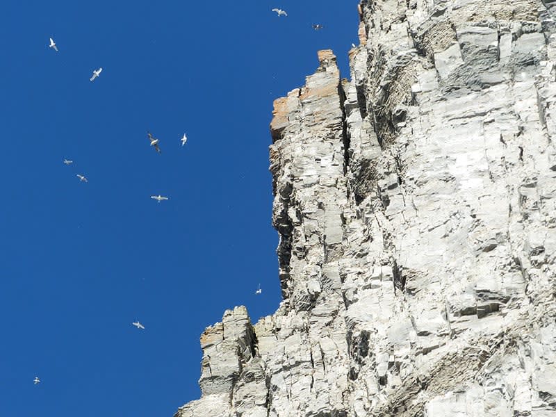 Bird cliffs on Prince Leopold Island in the Canadian High Arctic.