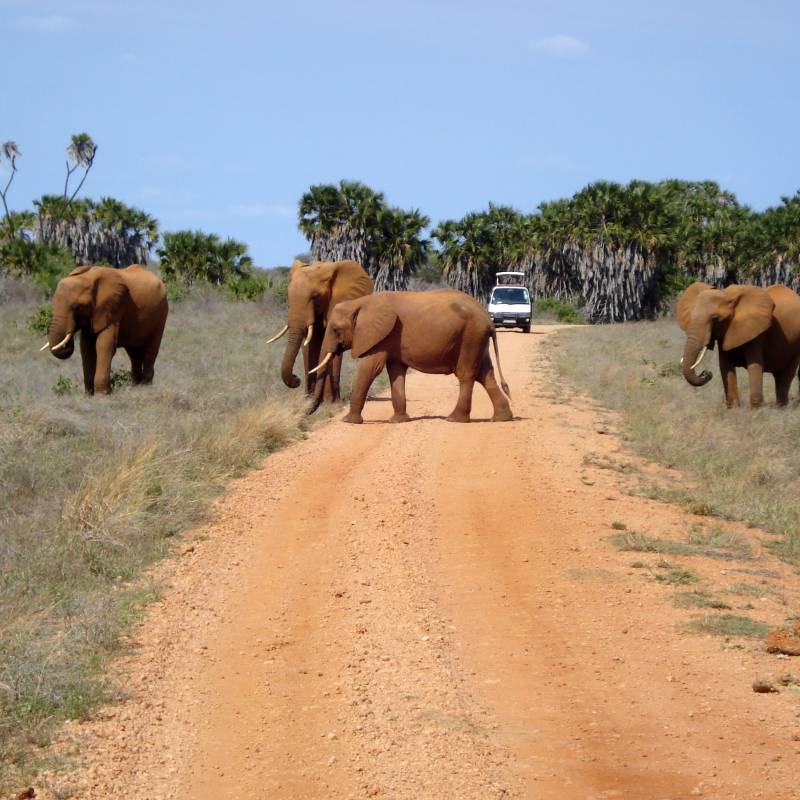 Elefantenherde im Tsavo National Park Kenia Ostafrika