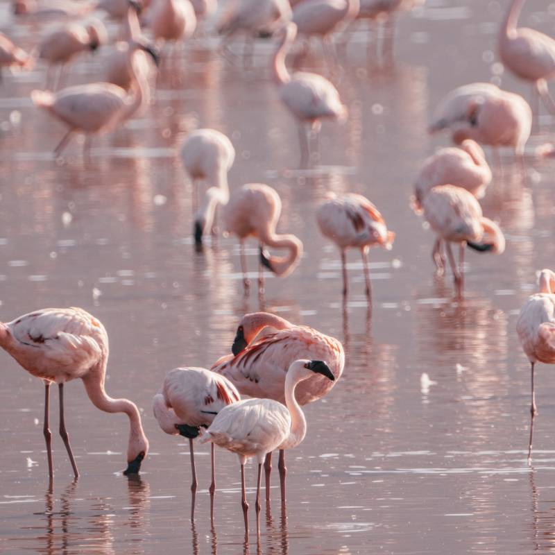 Rosa Flamingos im Nakuru See im Lake Nakuru National Park Kenia