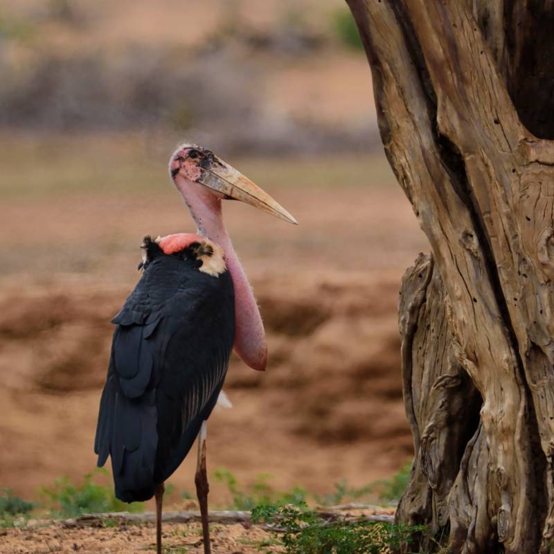 Kenia Sehenswürdigkeiten