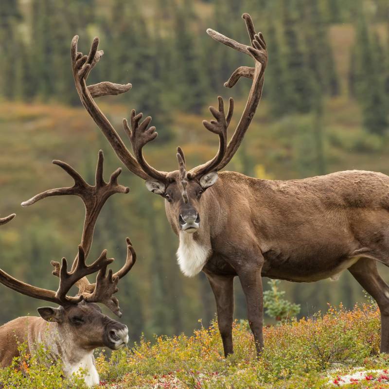 Beste Reisezeit Alaska
