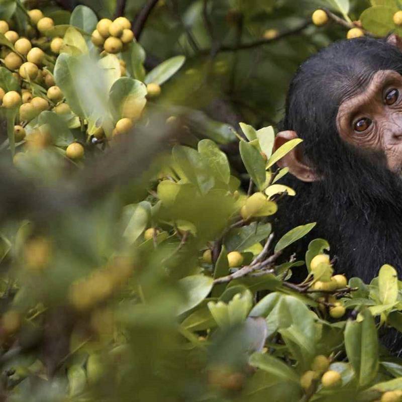 Travel to Uganda