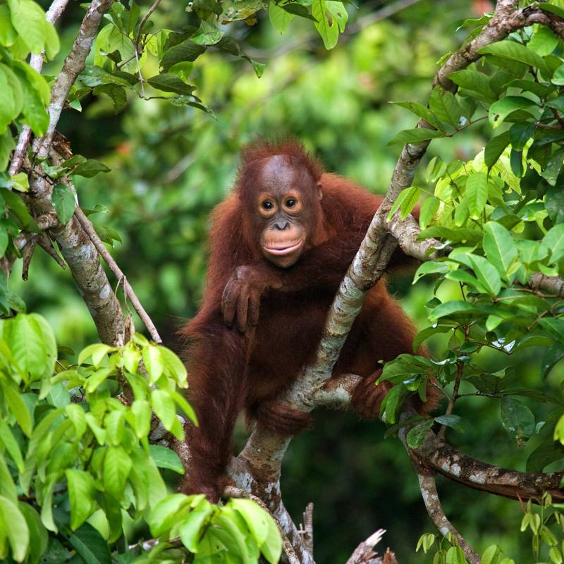 Baby Orangutan in Indonesia Vacation