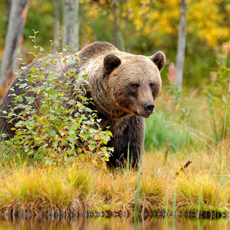 Autumn trees with bear - Summer is the best time to visit Europe